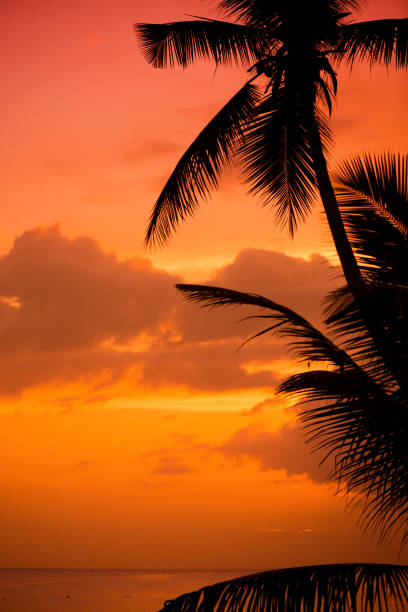 Palm trees silhouette at sunset tropical beach. Orange sunset