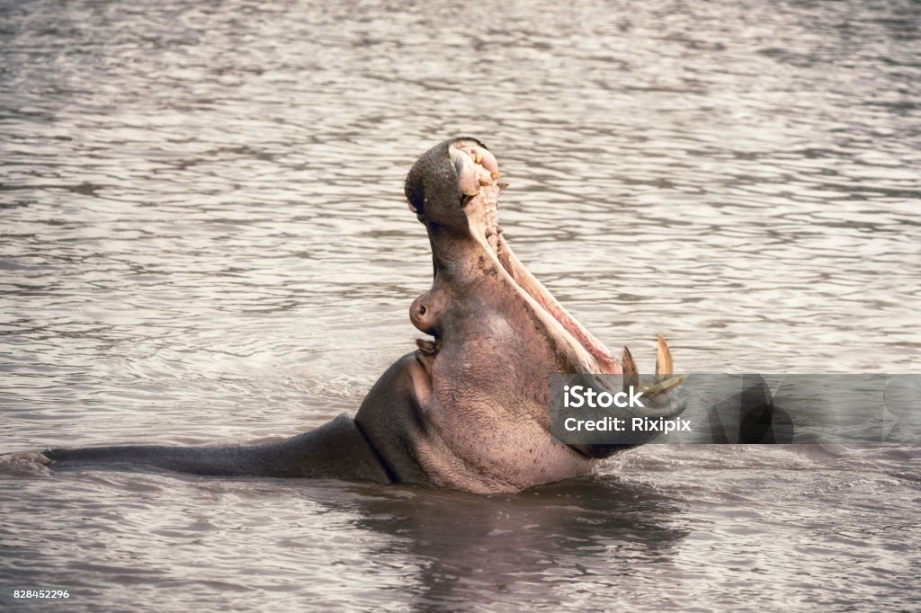 彼の歯を見せて大人のカバ - あくびをするのロイヤリティフリーストックフォト 彼の歯を見せて大人のカバ - あくびをするのロイヤリティフリーストックフォト