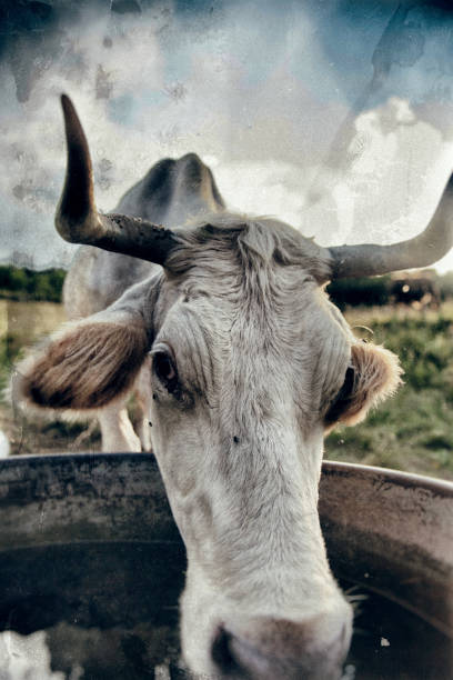 istock Longhorn Cow Drinking From Water Trough 828452708