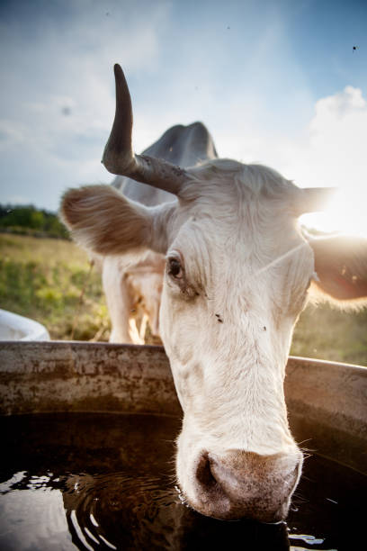 istock Longhorn Cow Drinking From Water Trough 828452714