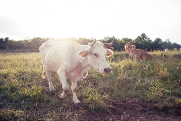 istock Longhorn Cow On Pasture 828452716