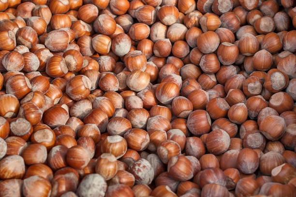 Heap of fresh raw huzelnuts.