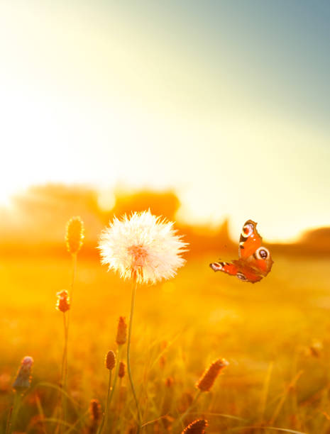 istock Summer meadow with flying butterfly 828453872