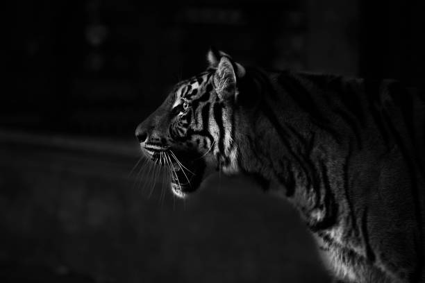 istock Thailand Tiger Photo Series 828455716