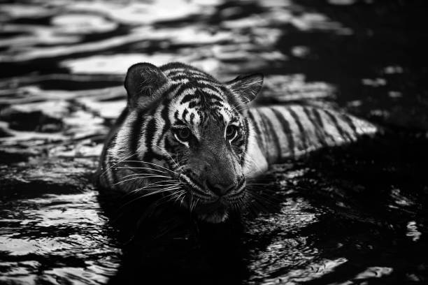 istock Thailand Tiger Photo Series 828455750