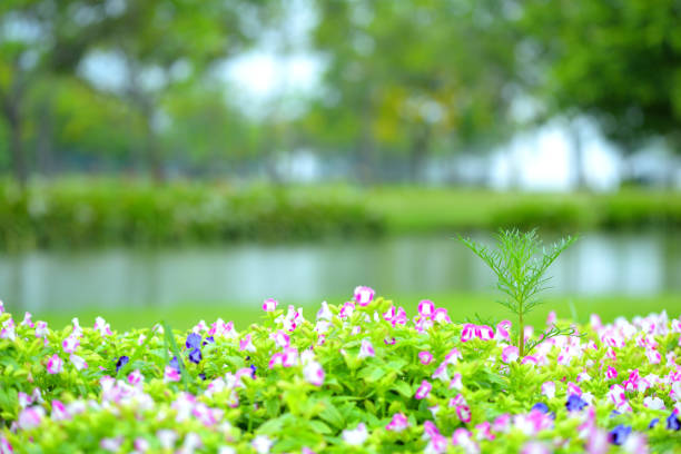 beautiful spring flowers in garden nature background.