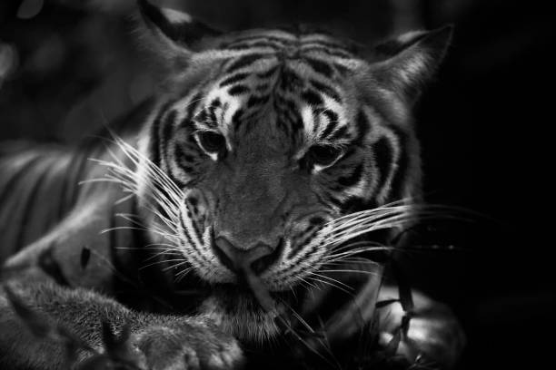 istock Thailand Tiger Photo Series 828456058
