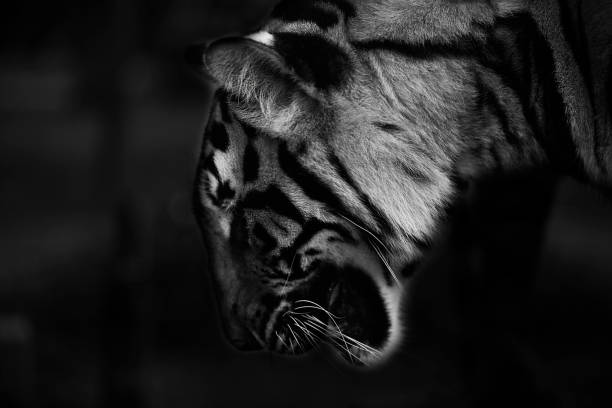 istock Thailand Tiger Photo Series 828456108