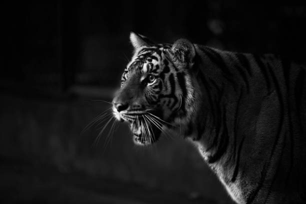 istock Thailand Tiger Photo Series 828456158