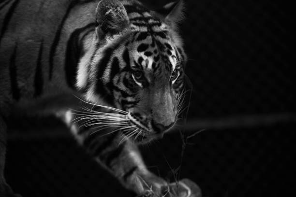 istock Thailand Tiger Photo Series 828456214