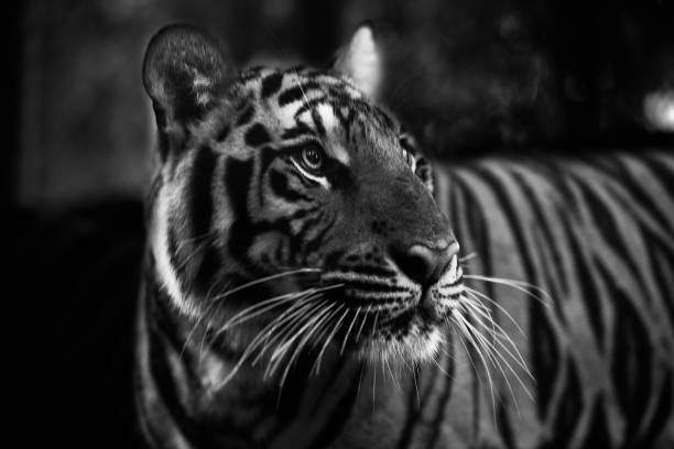 istock Thailand Tiger Photo Series 828456352