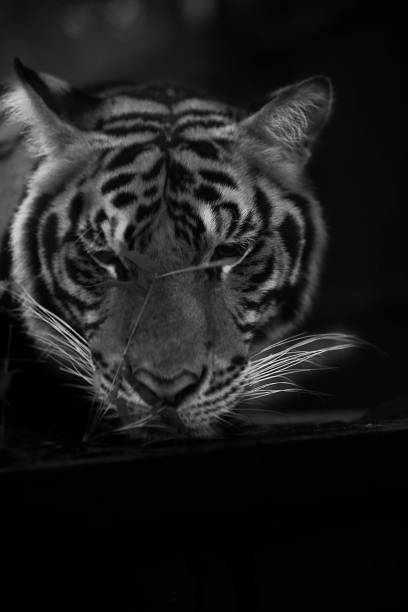 istock Thailand Tiger Photo Series 828456556