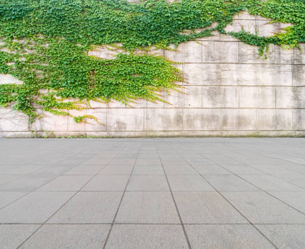 istock ivy on wall with concrete floor 828460698