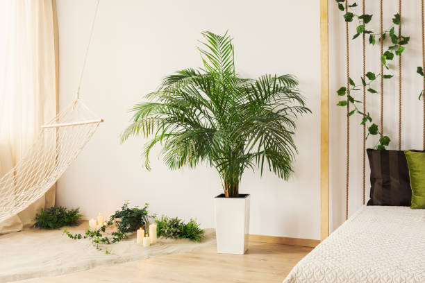 Tropical plant in bright natural bedroom with hammock and sand