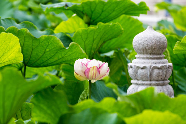 istock buddha lotus flower 828463794