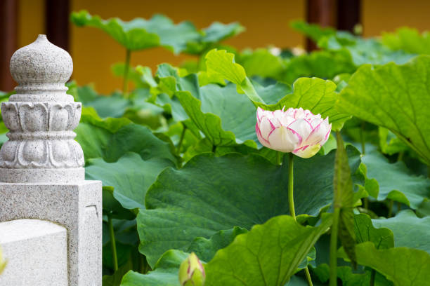 istock buddha lotus flower 828464172