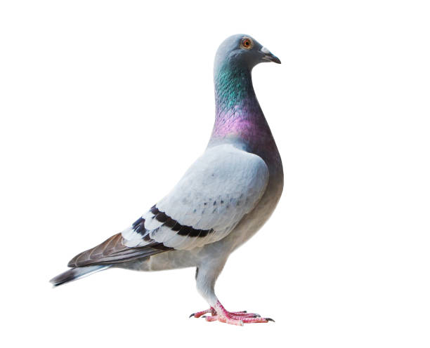 istock full body of speed racing pigeon bird isolate white background 828464504