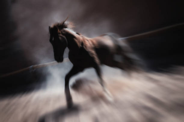 istock Wild brown stallion horse running and rearing inside a paddock. Artistic low key, blurred, long exposure image. 828464514