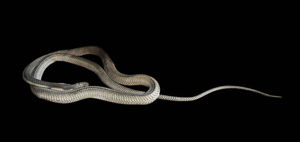 istock Closeup King Cobra on Black Background, Clipping Path 828464990