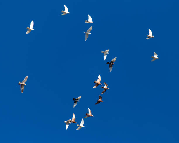 istock A flock of pigeons on a blue sky 828465848