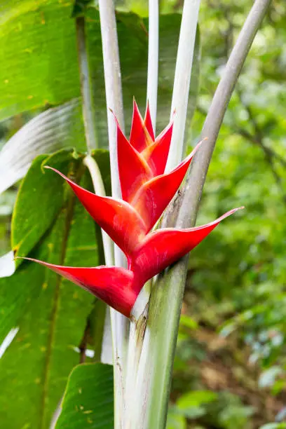 Photo of Close-up of Heliconia bihai , balisier, zingiberale, canna, cannaceae, heliconia, heliconiaceae