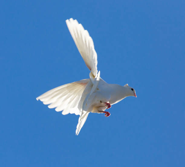 istock White dove in flight against a blue sky 828469316