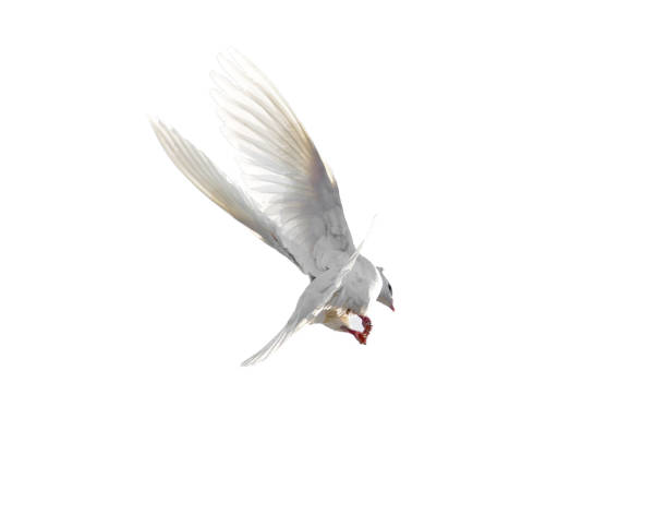 istock White dove in flight isolated on white background 828469396