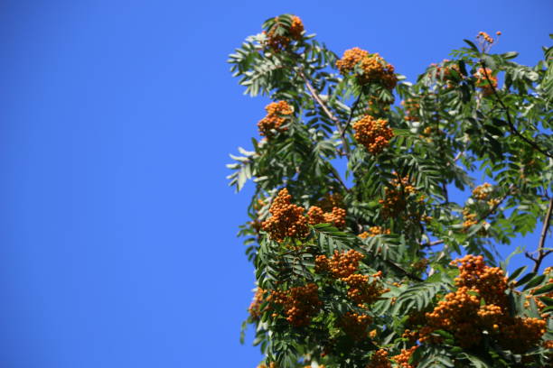 istock Ripe mountain ash on a background of summer blue sky. Summer background. 828470420