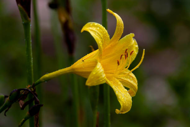 Flower in garden