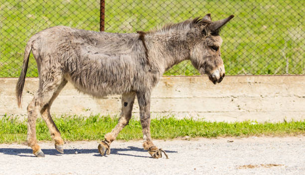 istock The donkey crosses the road 828476556