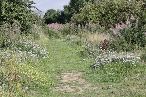 istock Natural garden path into wildflower paradise 828477192