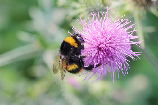 Pollination of a pink thistle flower by a large bumble bee, Bombus lucorum. This bee is distinguished by its white rear end / bottom.