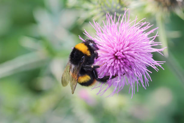 Bumble bee Bombus lucorum on pink thistle flower Pollination of a pink thistle flower by a large bumble bee, Bombus lucorum. This bee is distinguished by its white rear end / bottom. pollination photos stock pictures, royalty-free photos & images