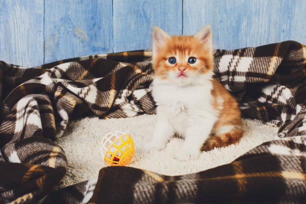 istock Red orange kitten at blue wood 828480788