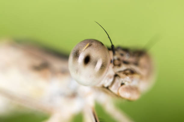 Big eyes on the head of a dragonfly. macro