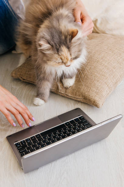istock Fluffy cat curiously looks at laptop 828482028
