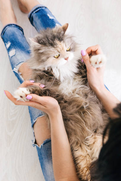 istock Young woman plays with cat laying on her knees 828482088