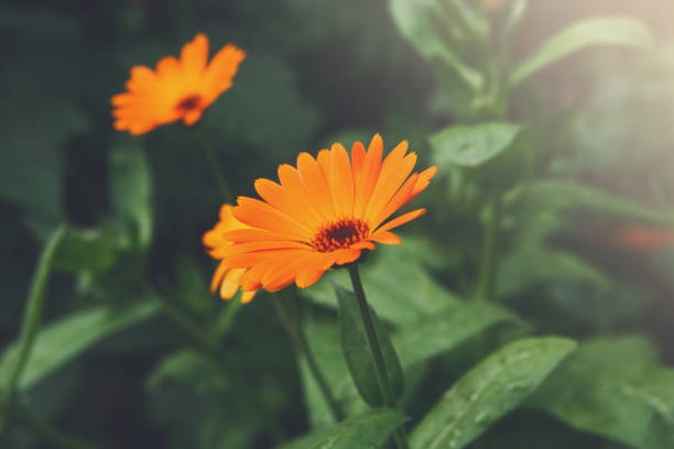 istock Beautiful orange calendula flower background 828485334
