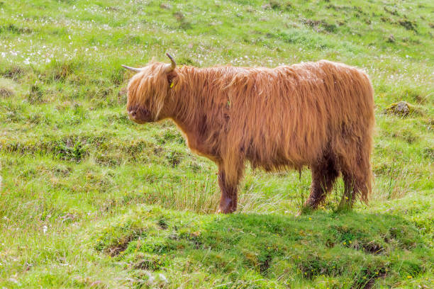 istock Isle of Skye, Scotland 828485384