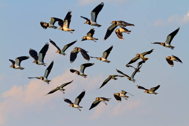 bandada de teros norte blanco y negro - lapwing fotografías e imágenes de stock