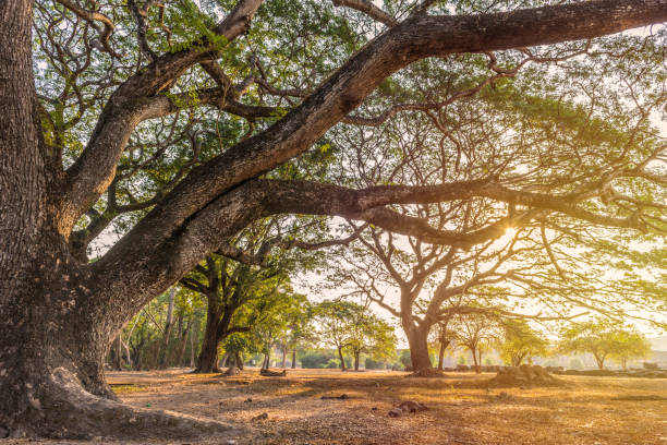 las duże drzewo ze światłem słonecznym w parku publicznym - 11723 zdjęcia i obrazy z banku zdjęć