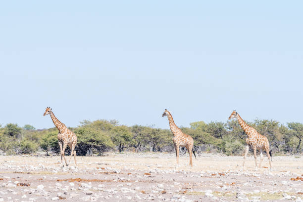 istock Three Namibian giraffes, Giraffa camelopardalis angolensis, walking 828496968