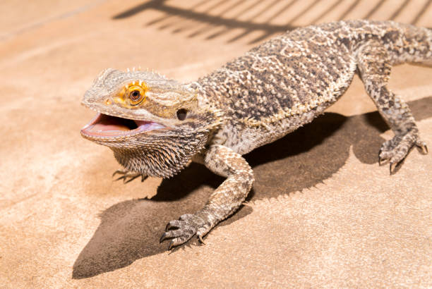 istock Bearded dragon, Pogona Vitticeps 828497670