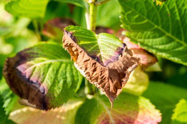 hydrangea leaves disease frozen Disease of hydrangea due to frozen winter close up folliage stock pictures, royalty-free photos & images