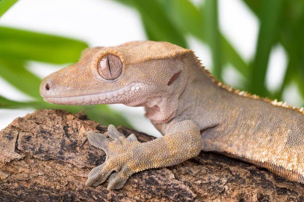 istock Crested Gecko, Correlophus ciliatus 828499116