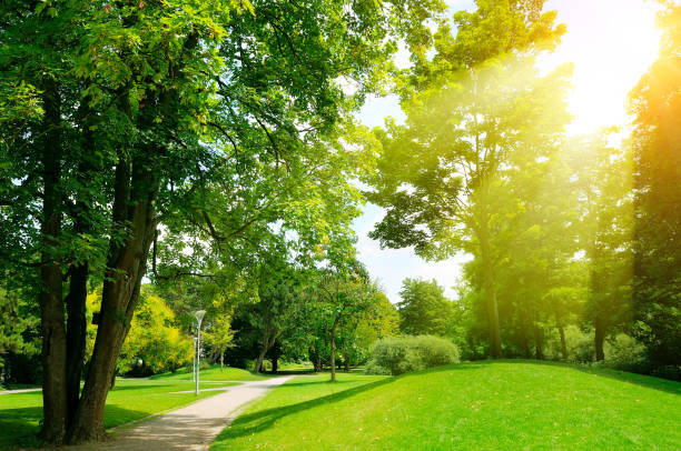 istock Bright sunny day in park. The sun rays illuminate green grass and trees. 828501884