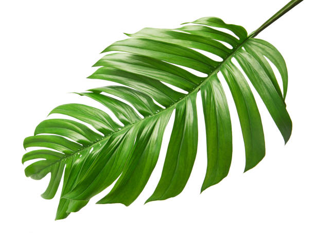 monstera deliciosa leaf or swiss cheese plant, isolated on white background, with clipping path - frond imagens e fotografias de stock