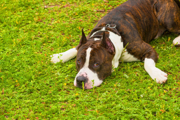 istock dog of terrier Close-up 828507208