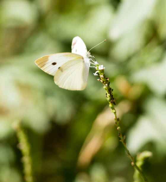 istock White butterfly on a plant in nature 828507536