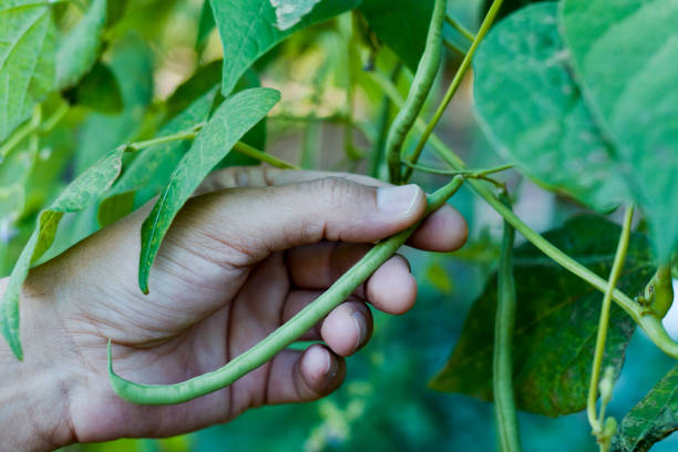 istock young man picking green beans from the plant 828510866
